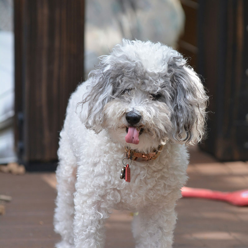 Heatstroke Prevention: Recognising The Signs In Pets