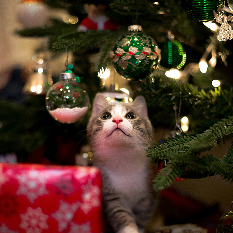 Christmas Safety For Pets: Decorations, Food, And More