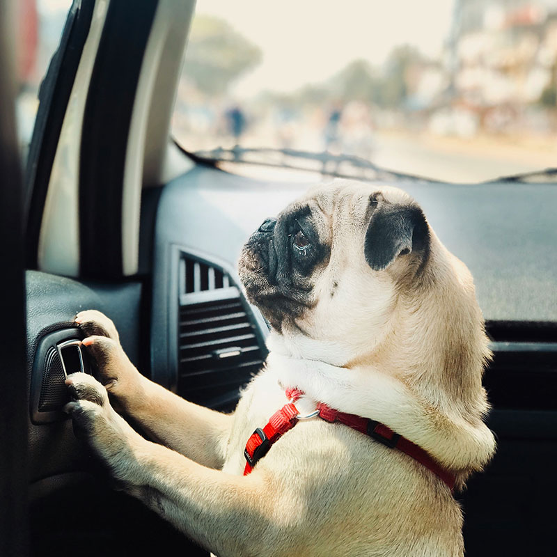 The Dangers of Leaving Pets in Cars: What You Need to Know