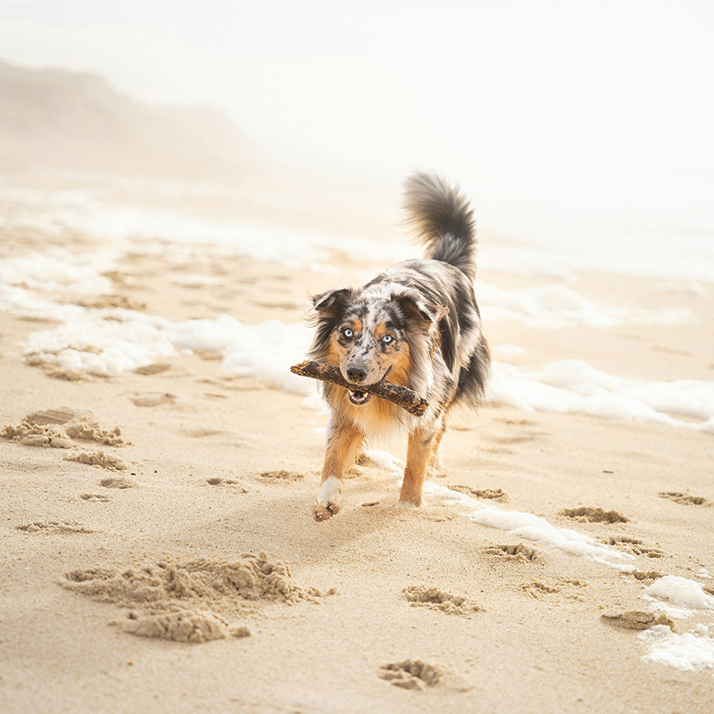 Summer Pet Safety: Avoiding Heatstroke and Sunburn