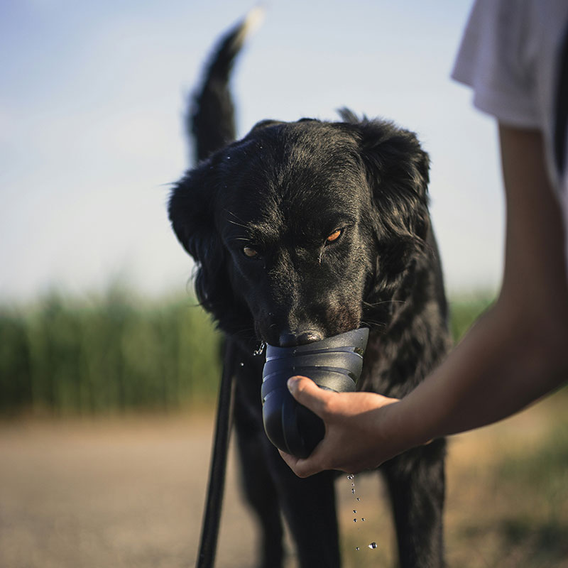 The Importance Of Hydration For Pets In Hot Weather