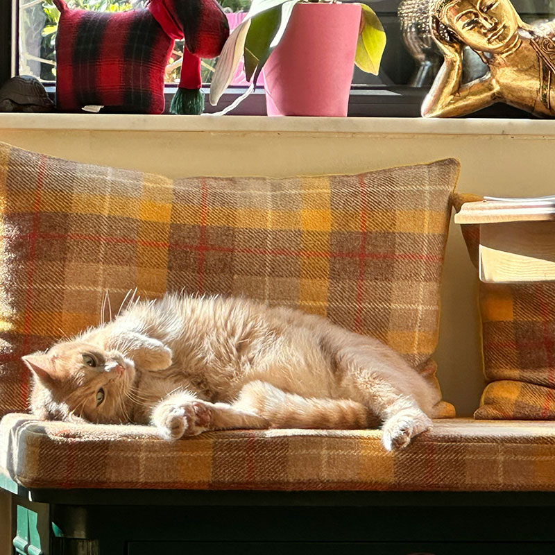 Spring Cleaning: Pet-Safe Household Tips