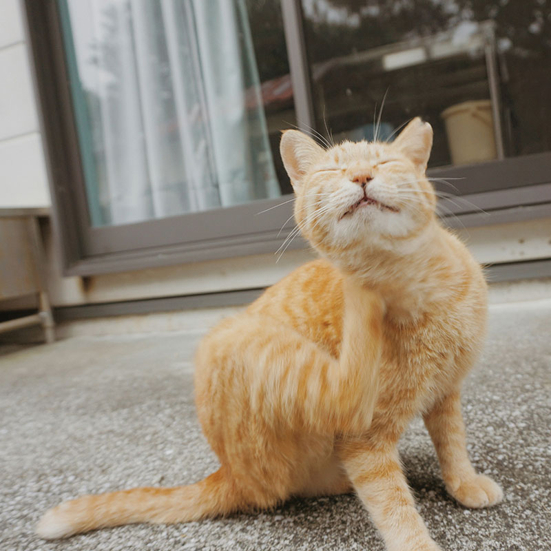 Preventing And Treating Pet Parasites In Warmer Months