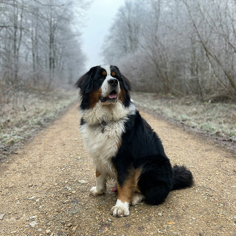 Cold Weather Pet Care: Ensuring Comfort and Health