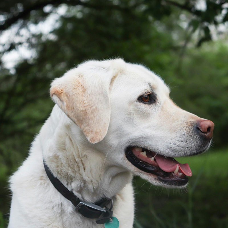 Leptospirosis - The Risk To Dogs & The Importance Of Annual Vaccination