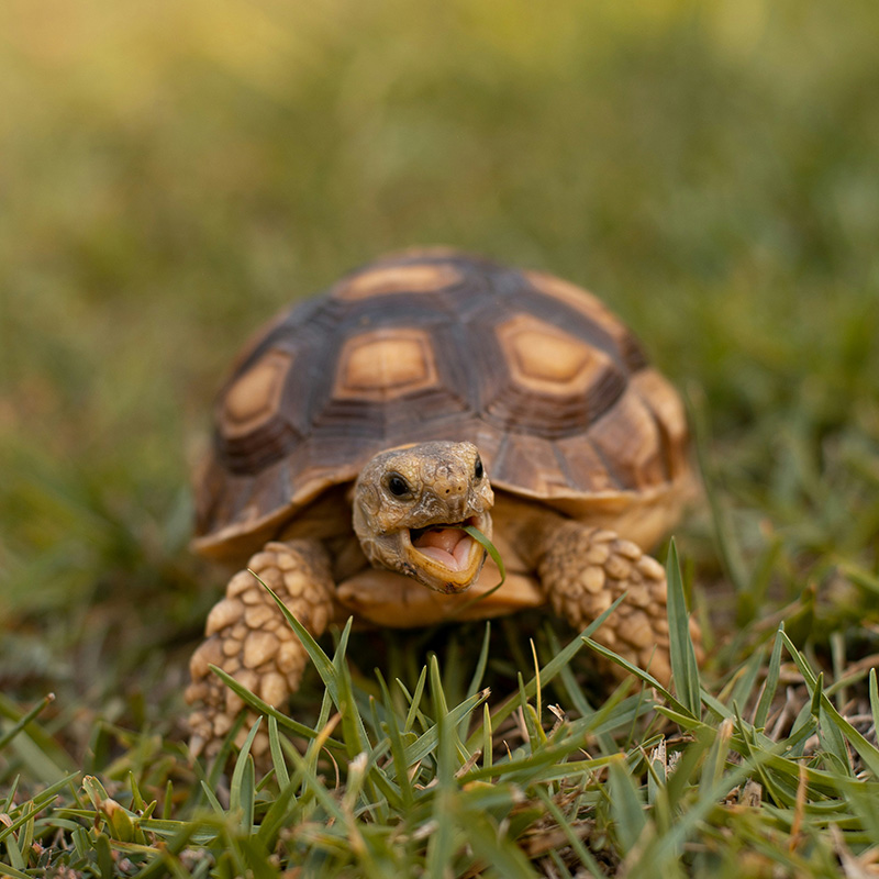 How To Plan For Your Tortoise's Upcoming Hibernation