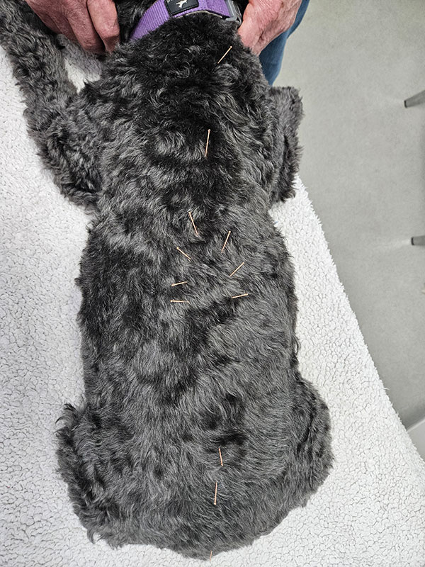 Veterinary Acupuncture