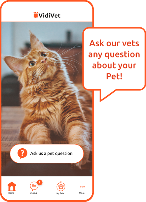 Vidivet - free phone support for pet owners